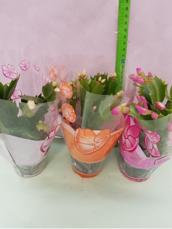 Великденче (Schlumbergera) - 3 броя